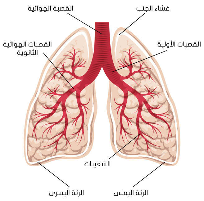 في الرئة عضو ما هو