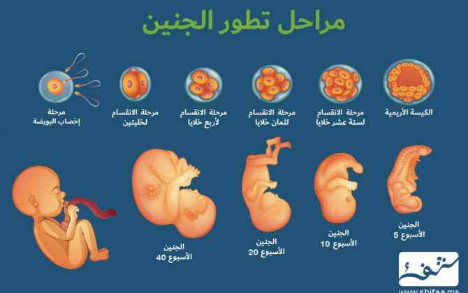 هكذا يتطور جنينك داخل بطنك من أول يوم إلى الشهر التاسع منصة شفاء مراحل تطور الجنين