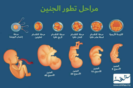 الاسبوع 33 من الحمل