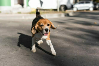 سلوك حيوانك الأليف