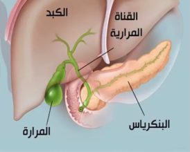 يقوم الكبد بإنتاج الصفراء والتي تعد ضرورية لهضم الدهون
