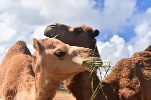 فوائد حليب الإبل