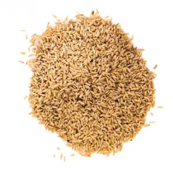 فوائد الشعير