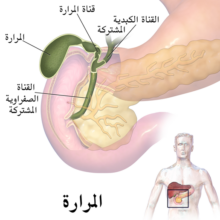 صورة توضحية لمنظقة المرارة