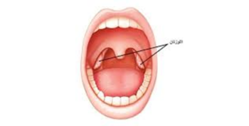 وظيفة اللوزتين في جهاز المناعة